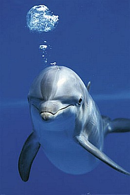 Blue Dolphin Bubble Logo Blue Dolphin Bubble Logo